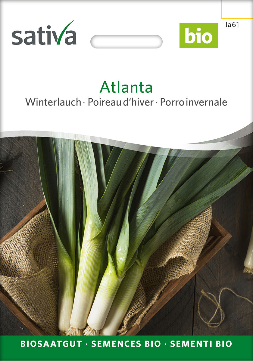 Sativa Winterlauch Atlanta