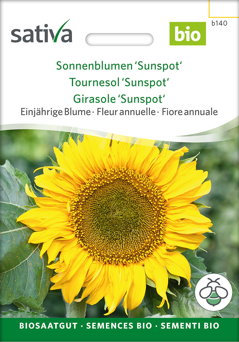 Sativa Sonnenblumen Sunspot