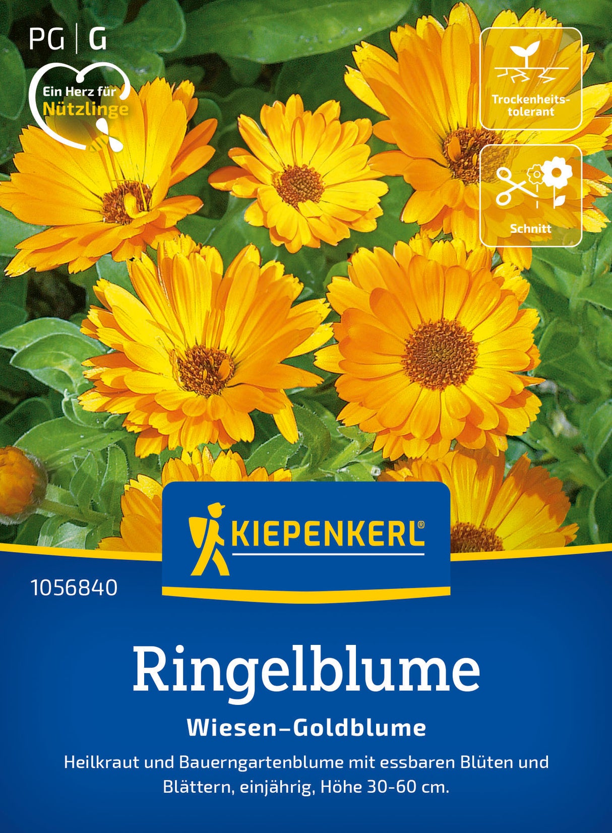 Kiepenkerl Ringelblumen Wiesen-Goldblume