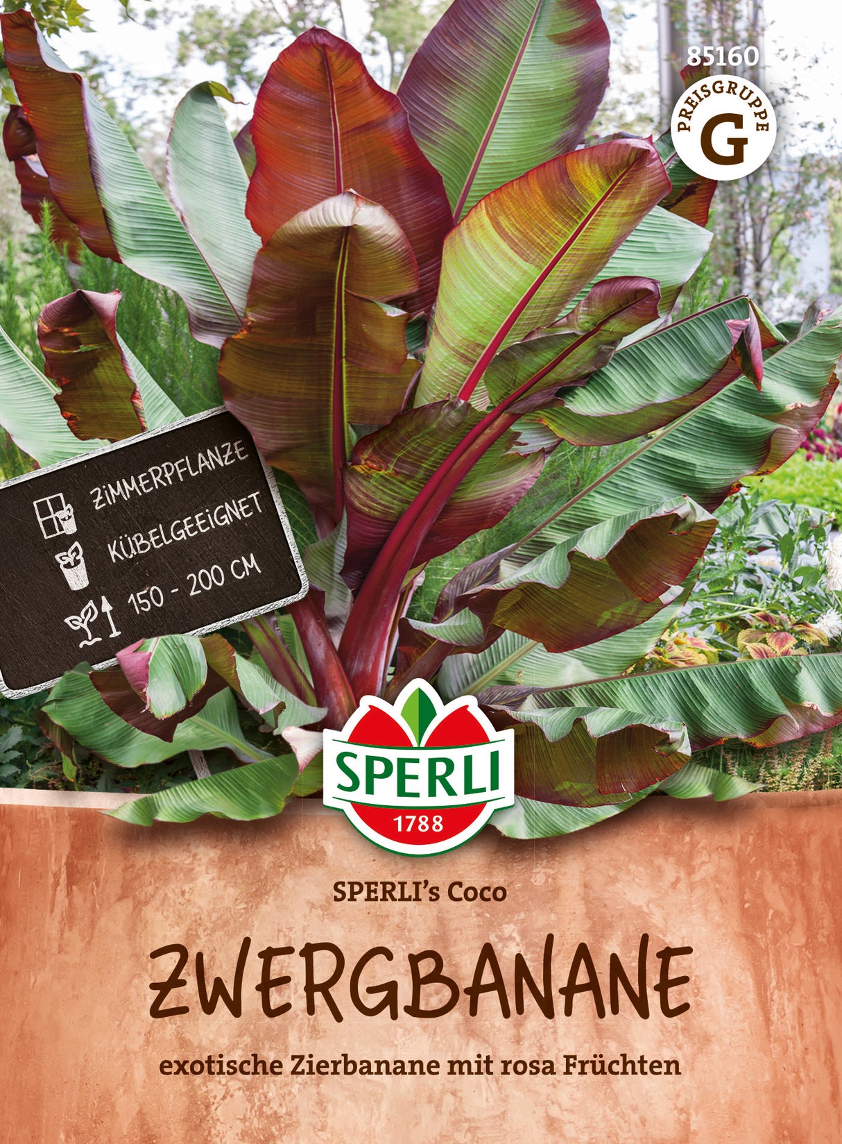 SPERLI Zwergbanane SPERLI's Coco