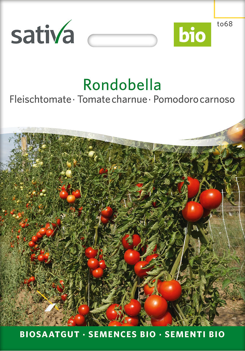Sativa Fleischtomate Rondobella