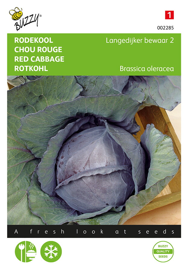 Buzzy Seeds Rotkohl Langedijker Dauer 2