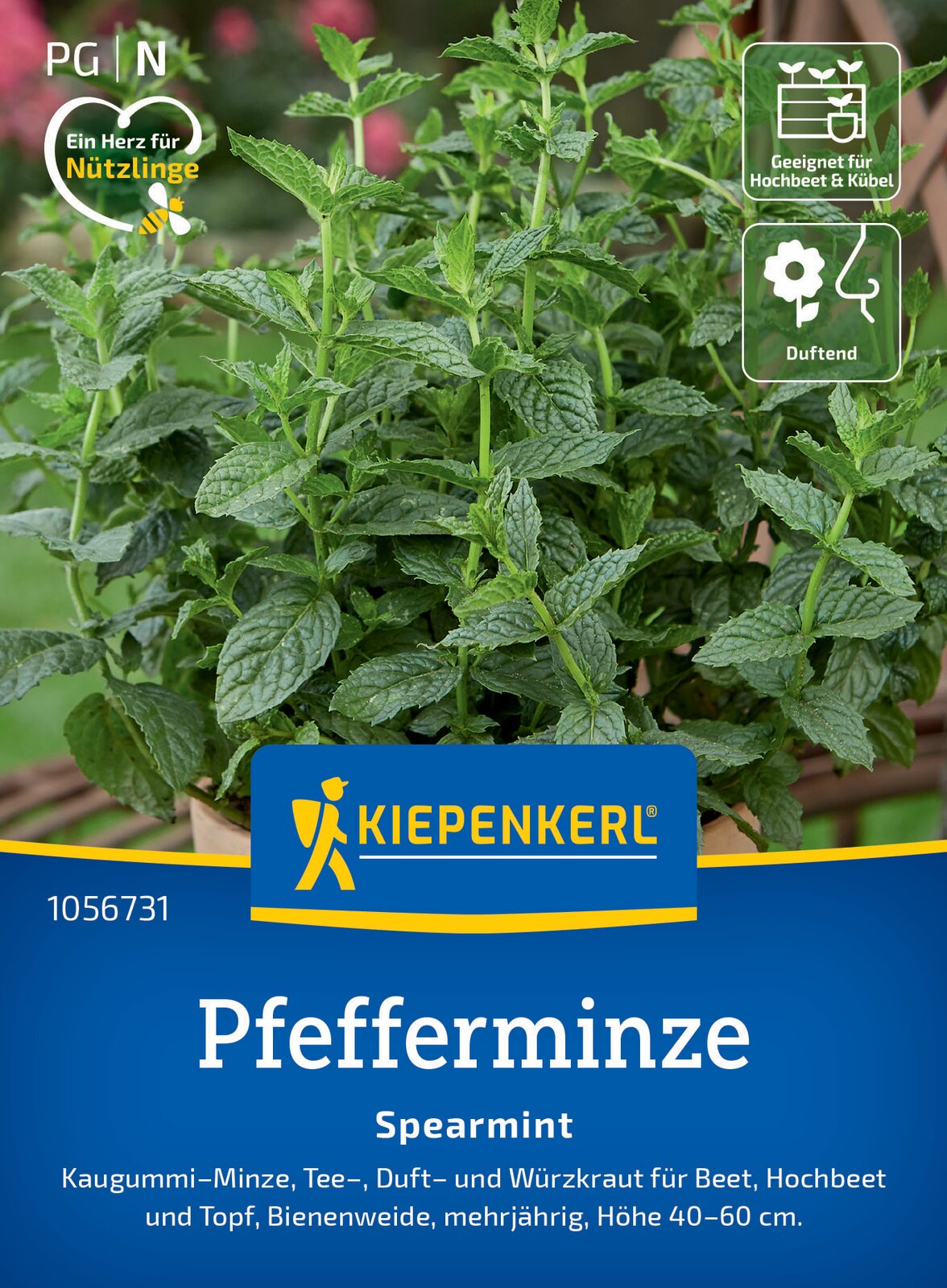 Kiepenkerl Pfefferminze Spearmint