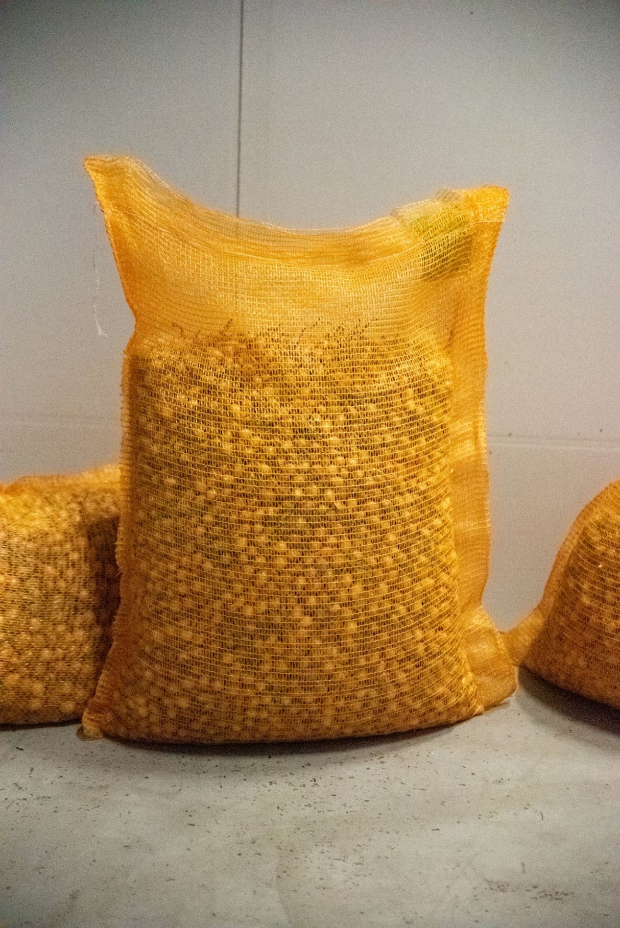Kiepenkerl Steckzwiebel Stuttgarter Riesen 25 kg