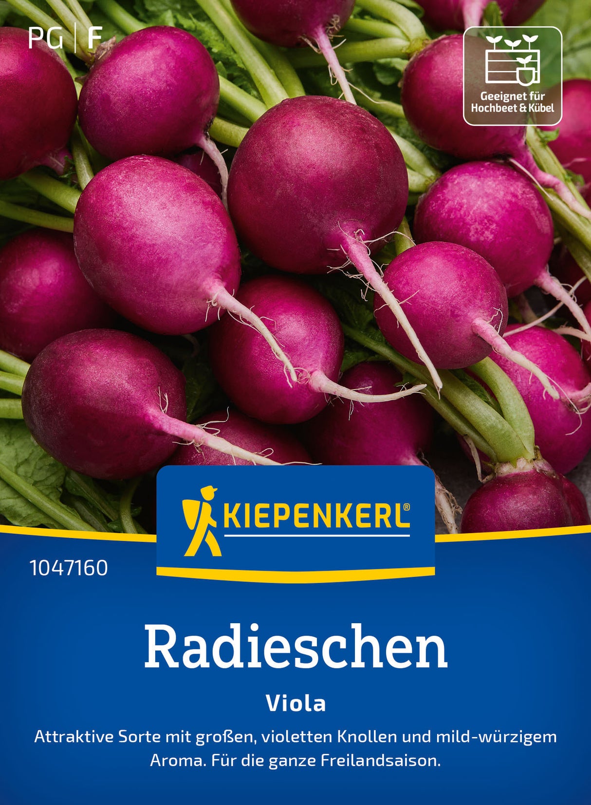 Kiepenkerl Radieschen Viola