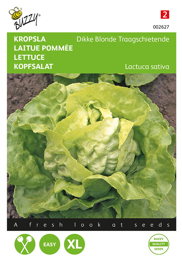 Buzzy Seeds Kopfsalat Fauler dicker Blondschopf