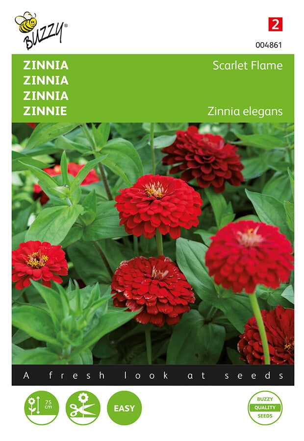 Buzzy Seeds Zinnien Scarlet Flame
