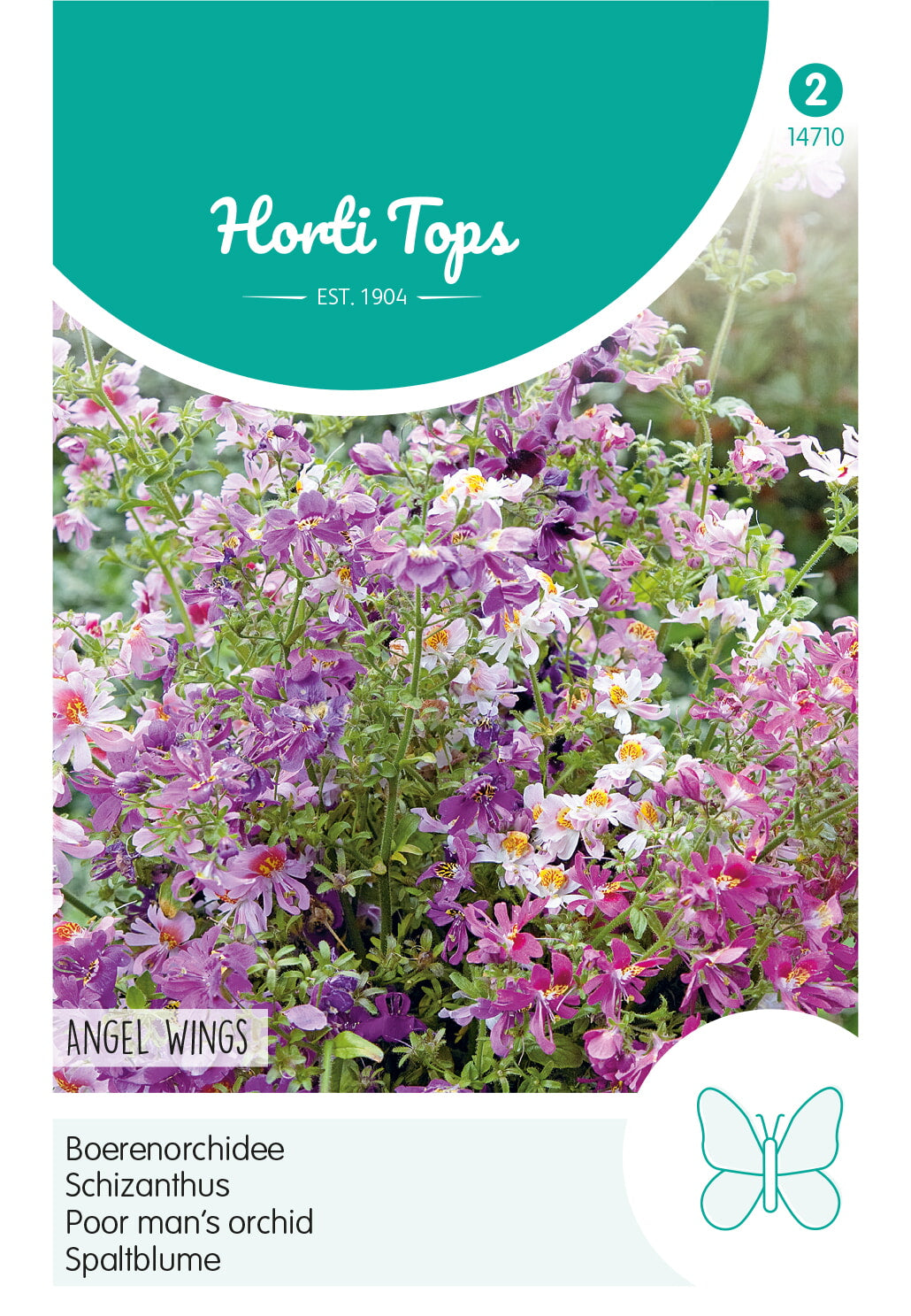 Horti Tops Schizanthus Wiset. Angel Wings