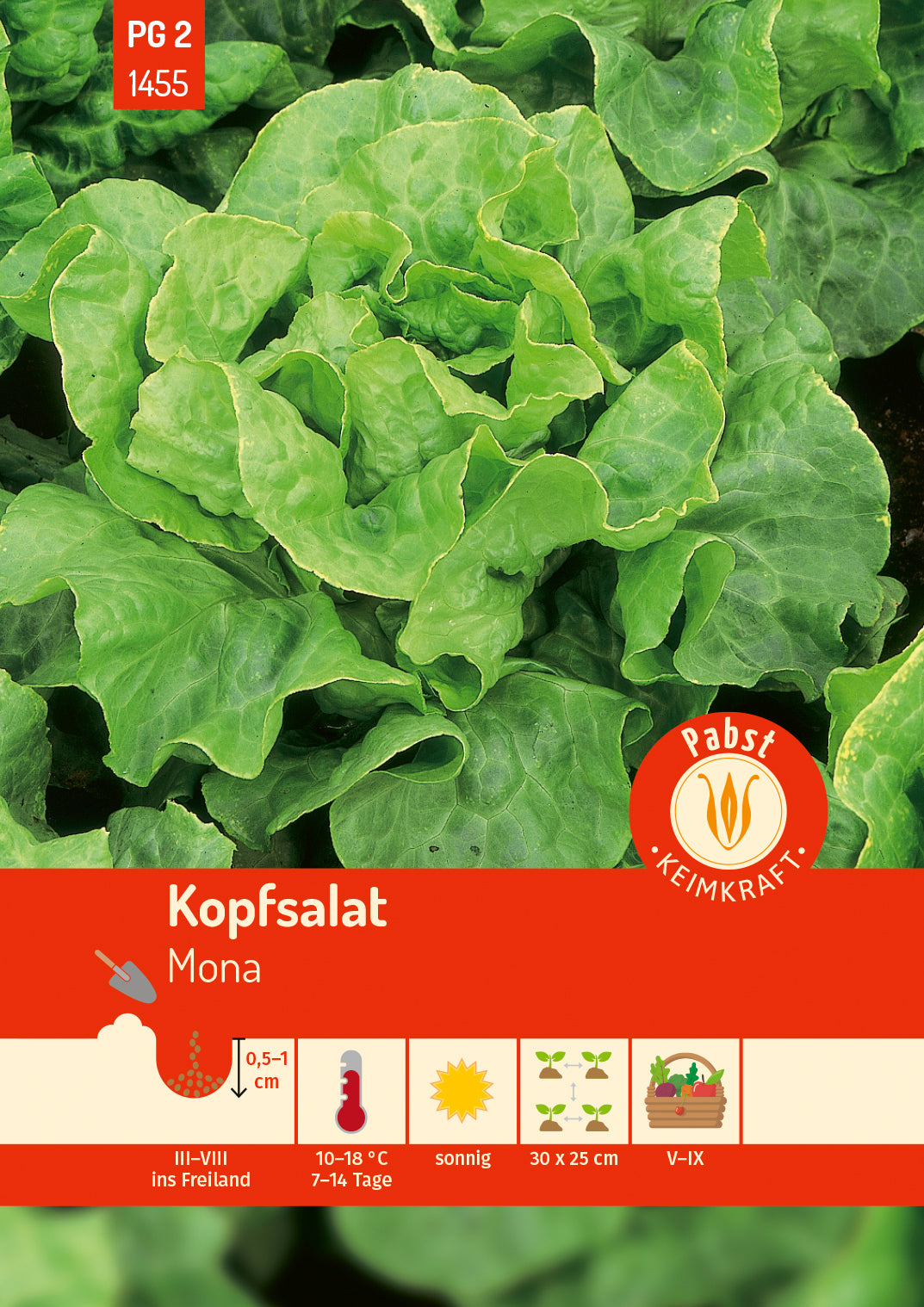 Pabst Keimkraft Kopfsalat Mona