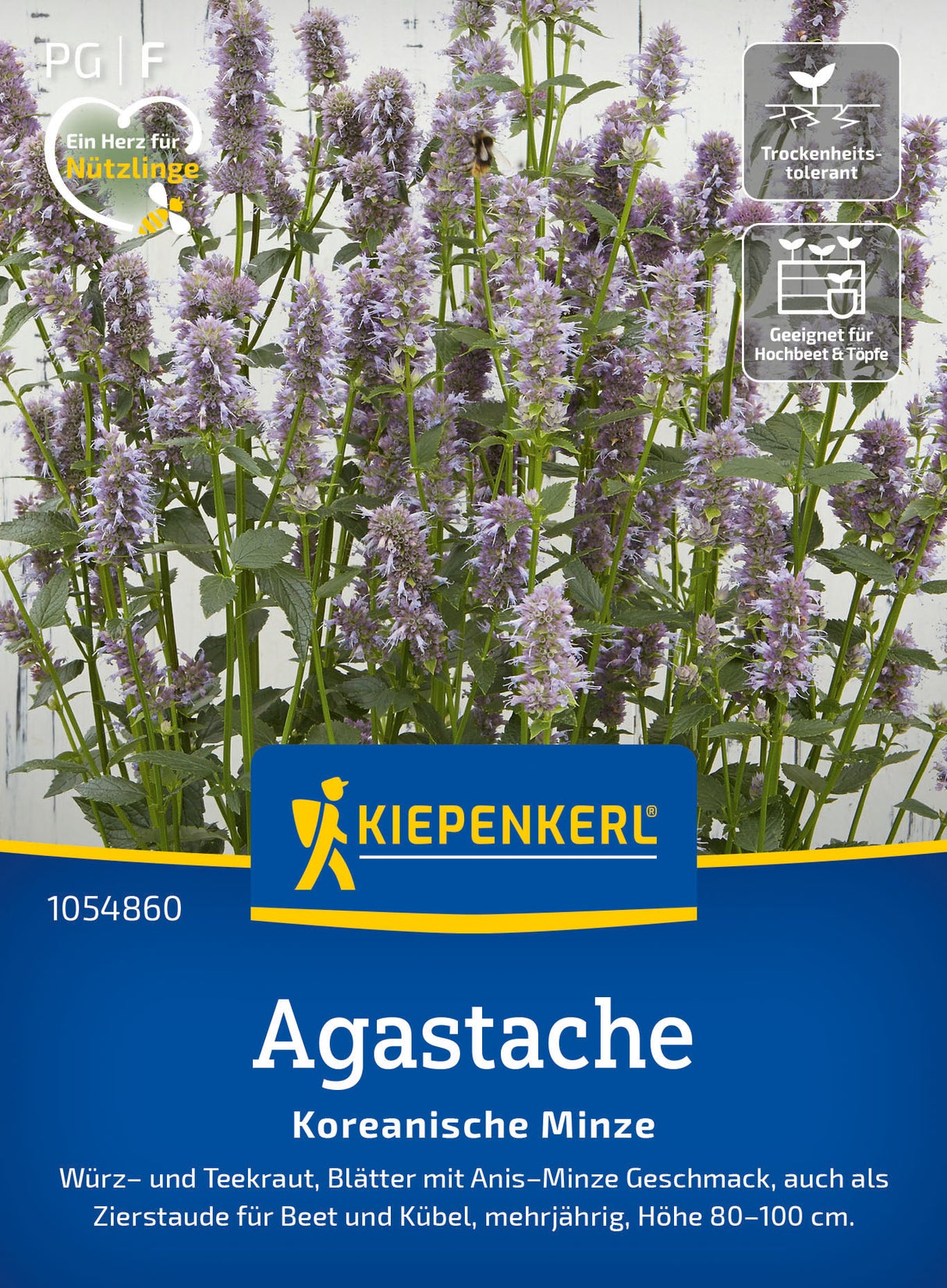 Kiepenkerl Agastache Koreanische Minze