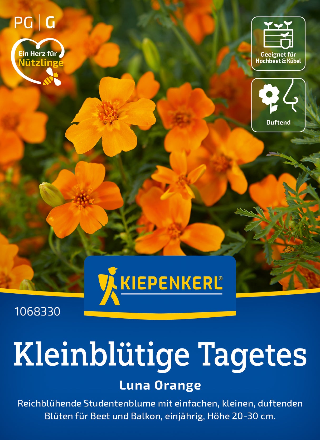 Kiepenkerl Studentenblumen Luna Orange
