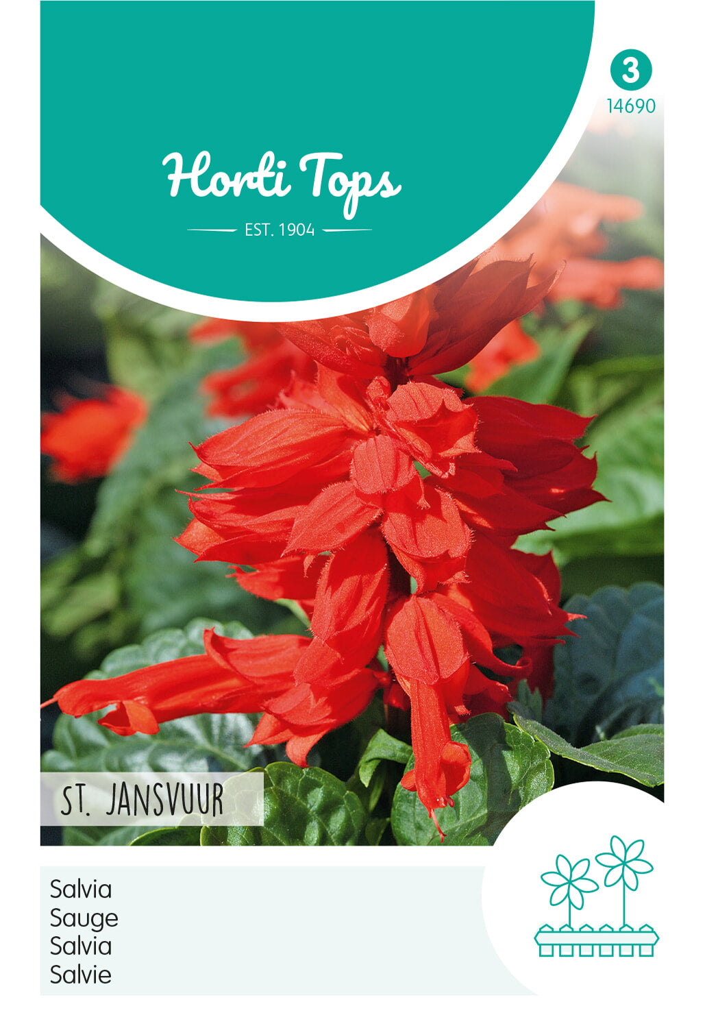 Horti Tops Salbei Splendens Johannisfeuer, Niedrig Rot