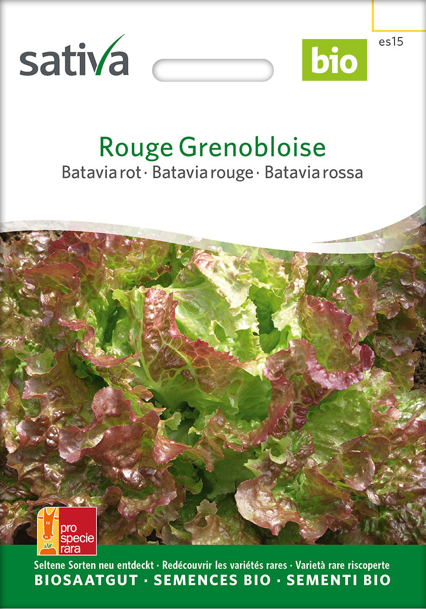 Sativa Bataviasalat rot Rouge Grenobloise