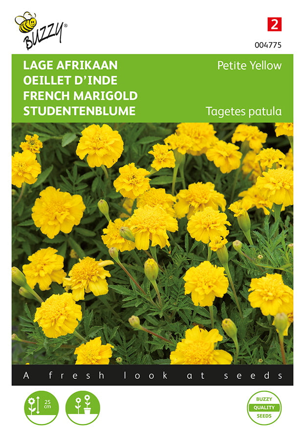 Buzzy Seeds Studentenblumen Petite Yellow