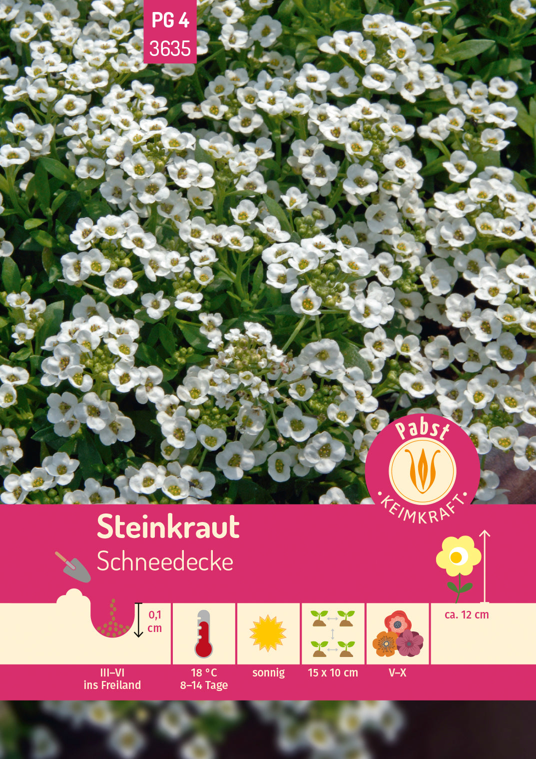 Pabst Keimkraft Steinkraut Schneedecke