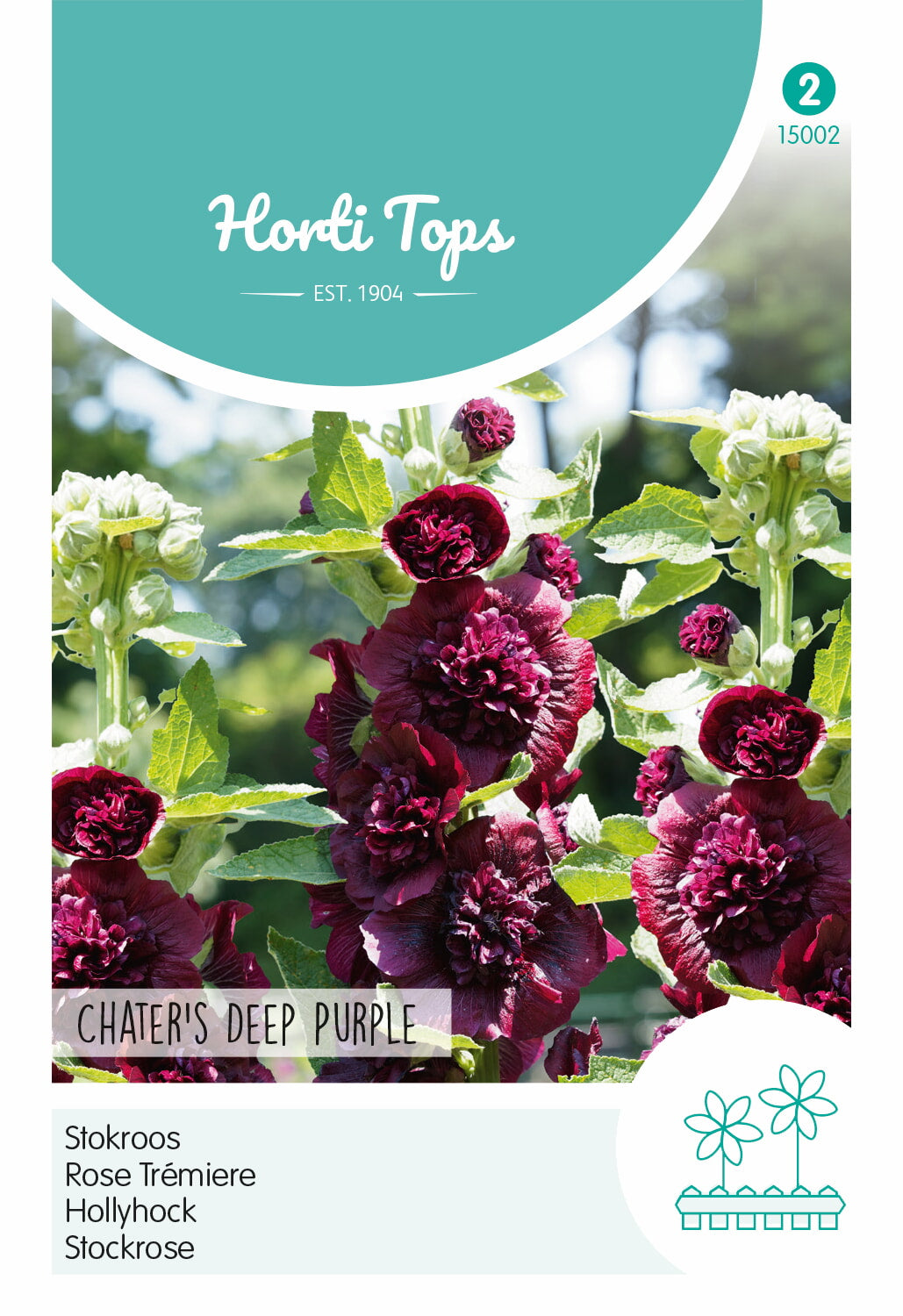 Horti Tops Stockrose Chater's Deep Purple