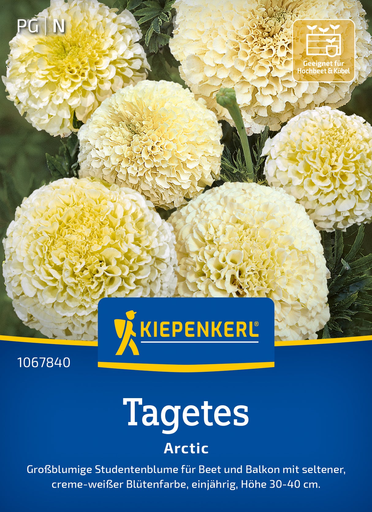 Kiepenkerl Studentenblumen Arctic