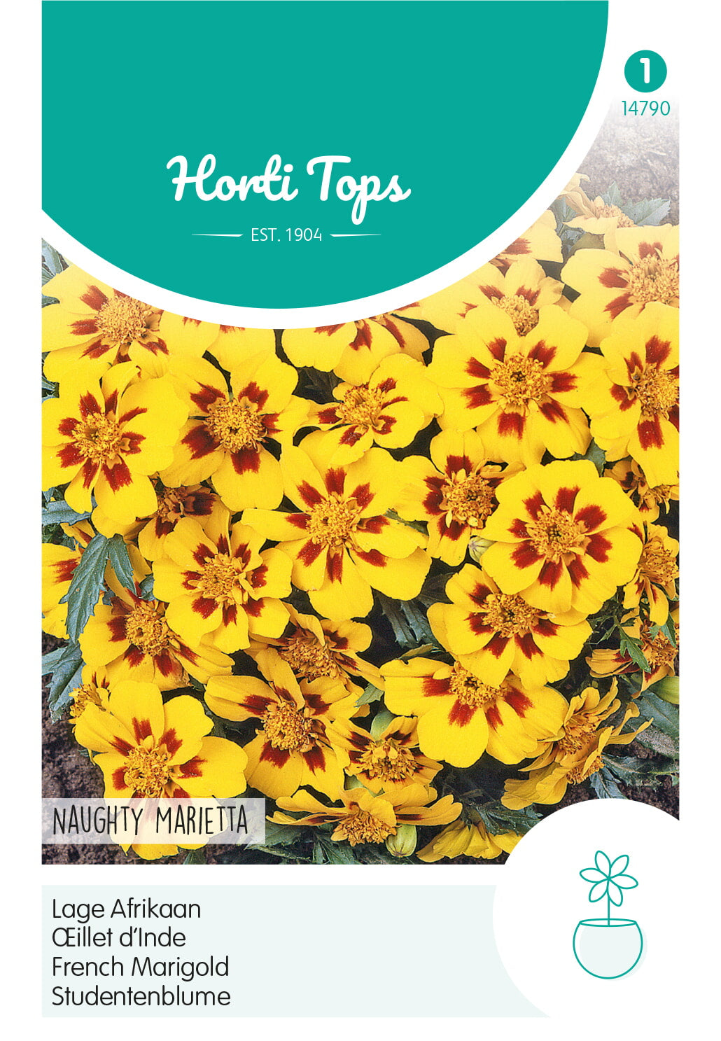 Horti Tops Studentenblume Naughty Marietta