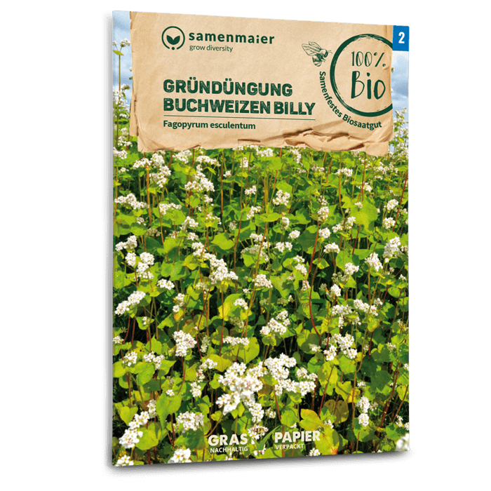 Samen Maier BIO Buchweizen Billy