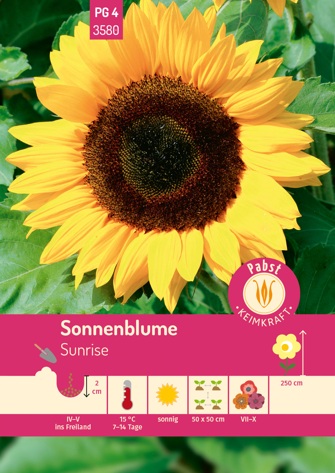 Pabst Keimkraft Sonnenblumen Henry Wilde