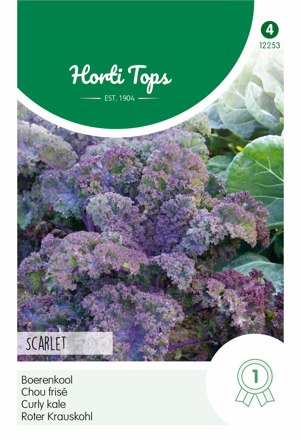Horti Tops Krauskohl Scarlet, Lila