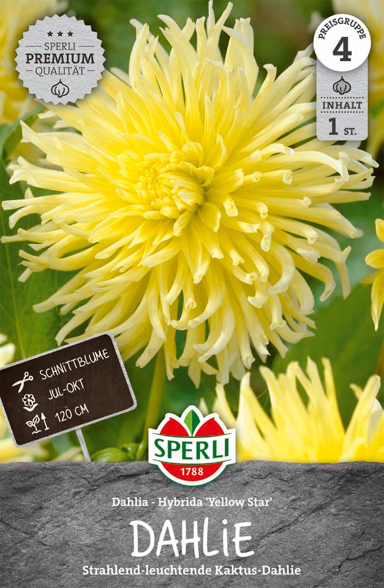 SPERLI Dahlie Yellow Star