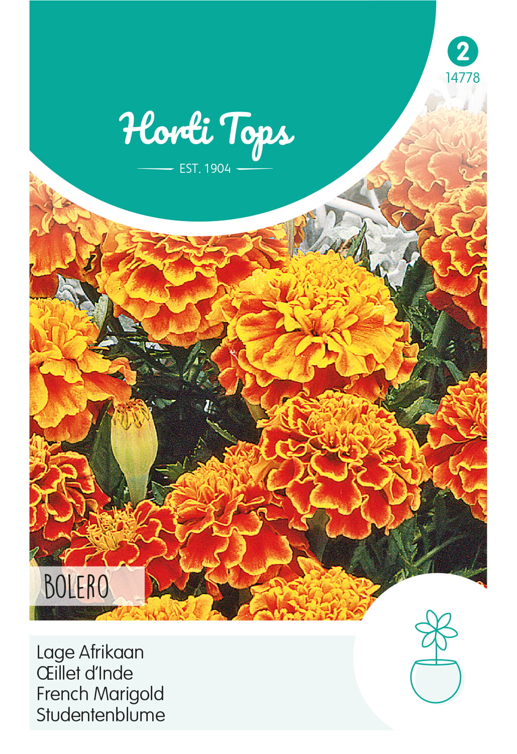 Horti Tops Studentenblume Bolero