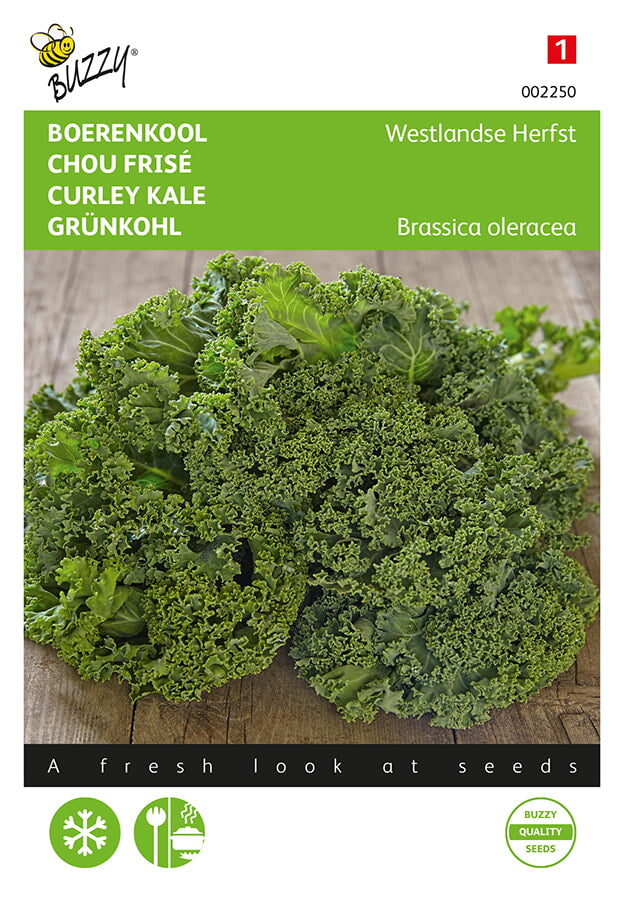Buzzy Seeds Grünkohl Westländer habhoher