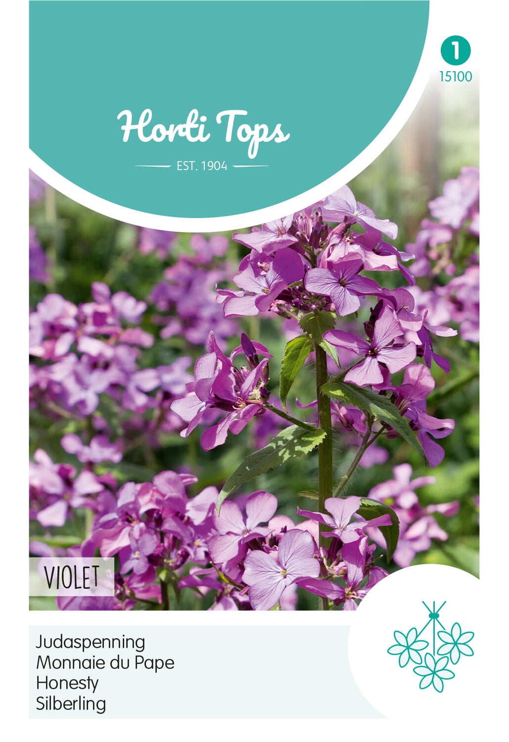 Horti Tops Silberblatt Einjähriges Violett