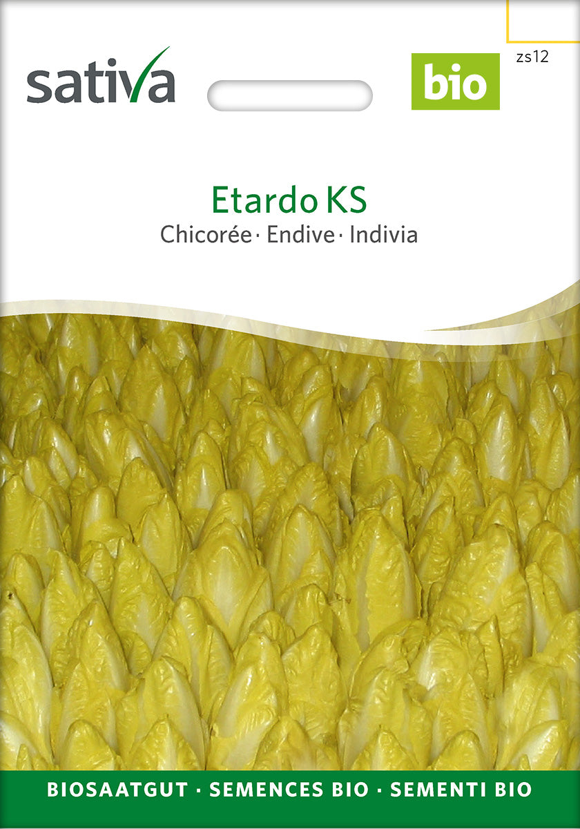 Sativa Chicorée Etardo KS