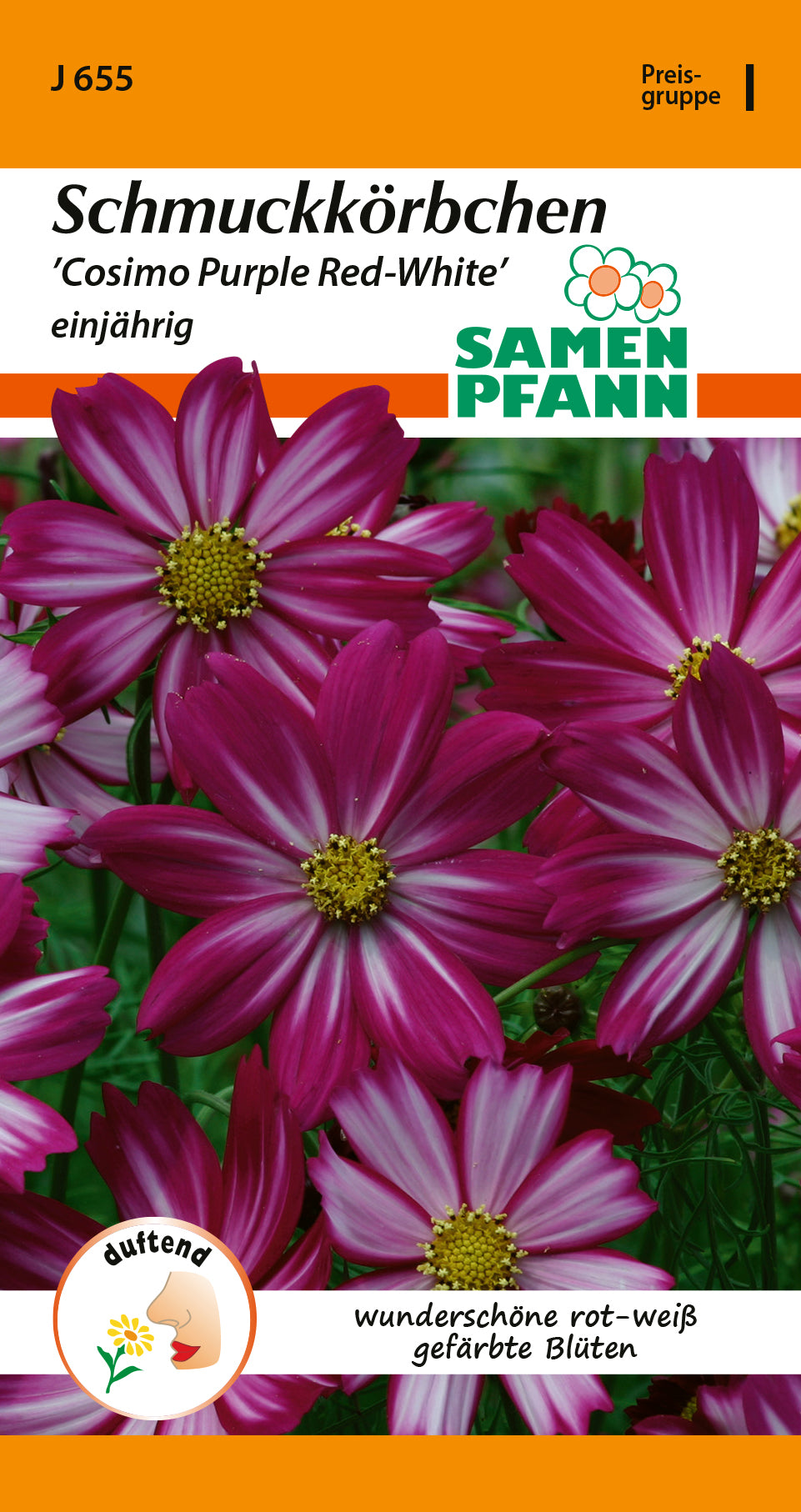 Samen Pfann Cosimo Purple Red-White Schmuckkörbchen