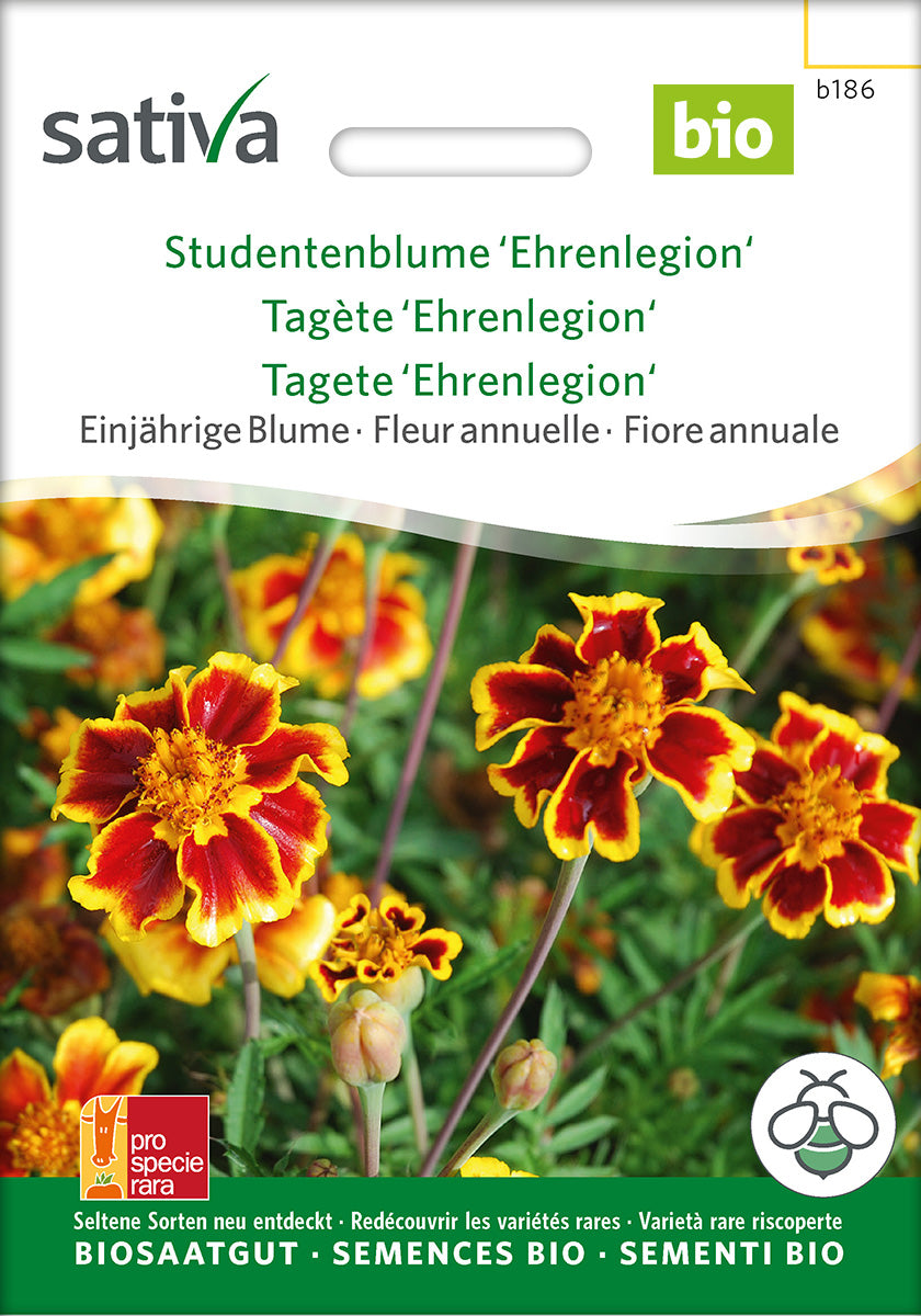 Sativa Studentenblume Ehrenlegion