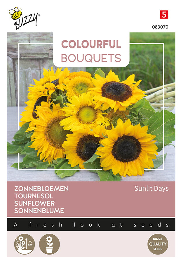 Buzzy Seeds Sonnenblume Sunlit Days