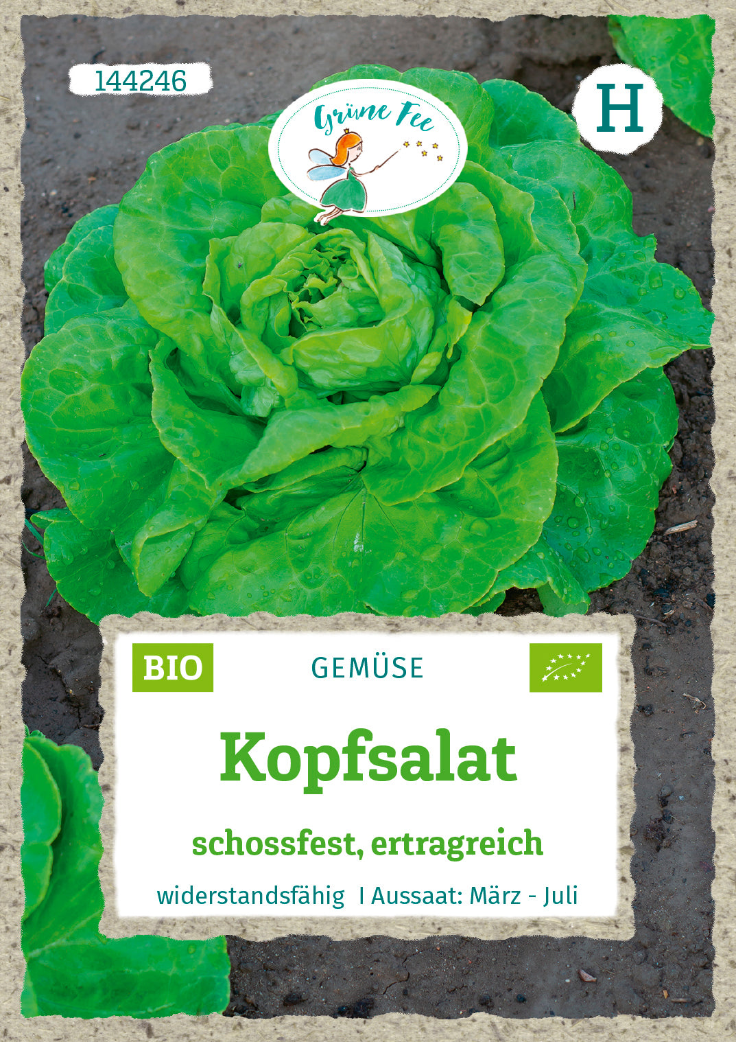 Grüne Fee Kopfsalat schossfest, ertragreich