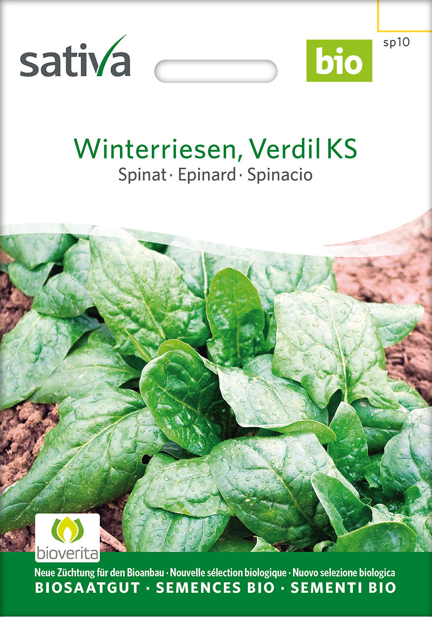Sativa Spinat Winterriesen, Verdil KS