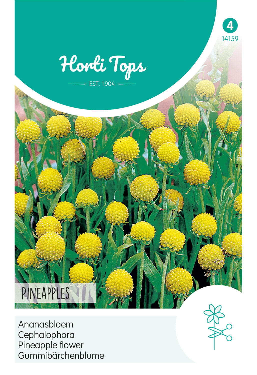 Horti Tops Ananasblume 'Pineapples'