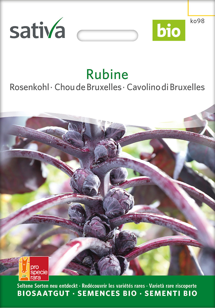 Sativa Rosenkohl Rubine