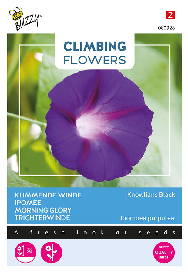 Buzzy Seeds Trichterwinde Knowlians Black
