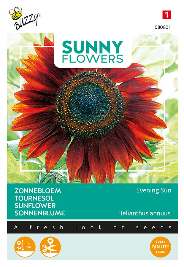 Buzzy Seeds Sonnenblume  Abendsonne