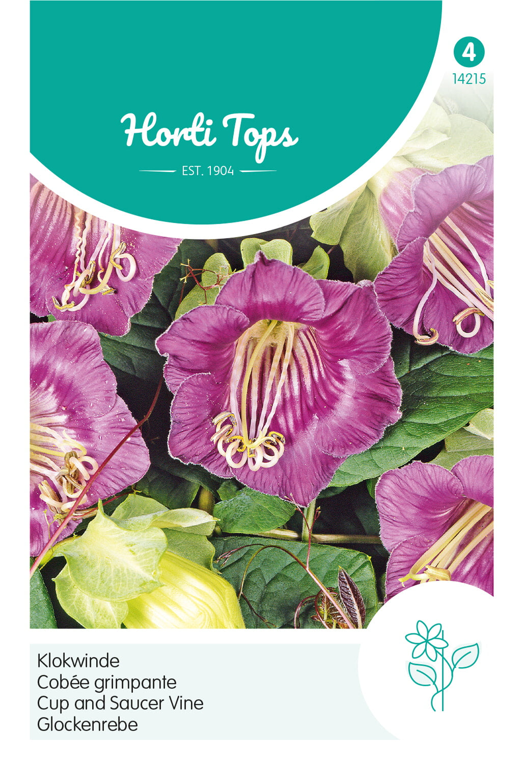 Horti Tops Prunkwinde Scandens