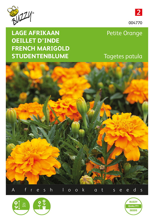 Buzzy Seeds Studentenblumen Petite Orange