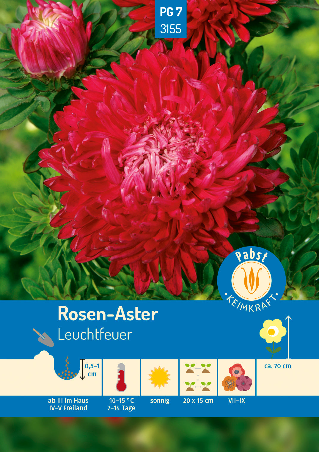 Pabst Keimkraft Rosen-Aster Leuchtfeuer