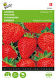 Buzzy Seeds Erdbeeren Grandian F1