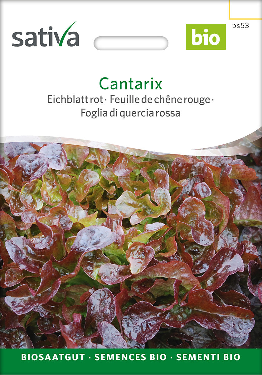 Sativa Eichblatt rot Cantarix