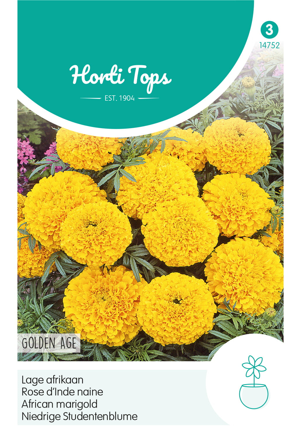 Horti Tops Aufrechte Studentenblume Nana Golden Age
