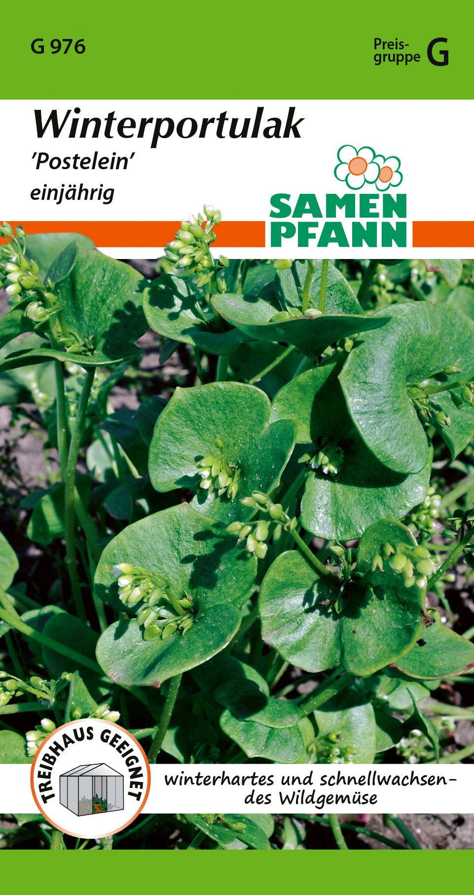 Samen Pfann Winterportulak Postelein einjährig