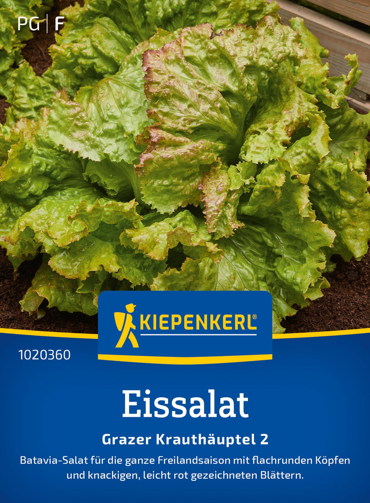 Kiepenkerl Eisbergsalat Grazer Krauthäuptel 2