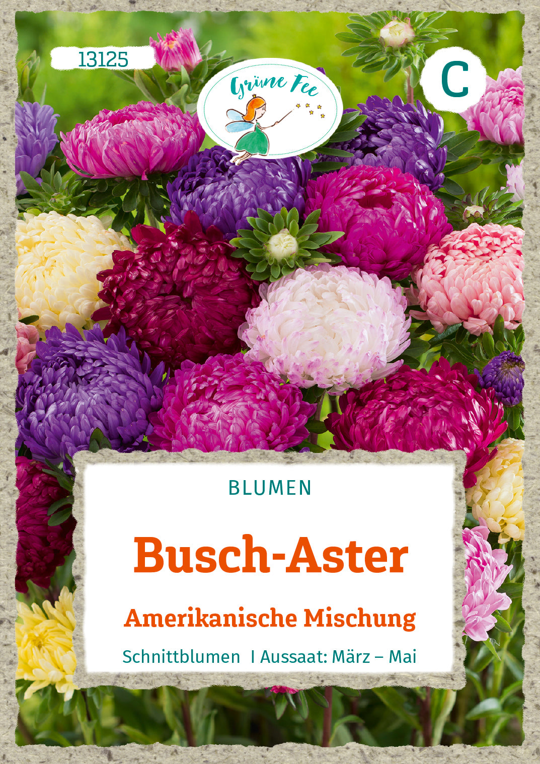 Grüne Fee Astern Amerikanische Mischung