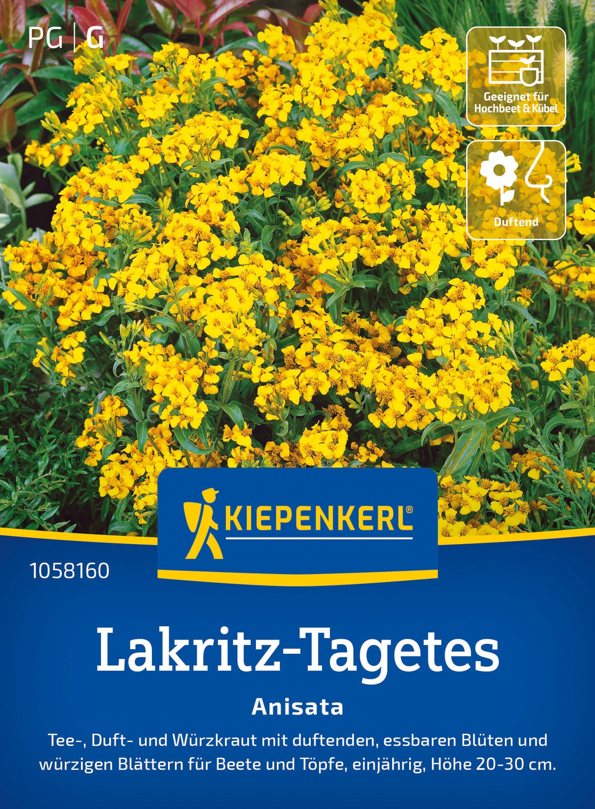 Kiepenkerl Lakritz-Tagetes Anisata