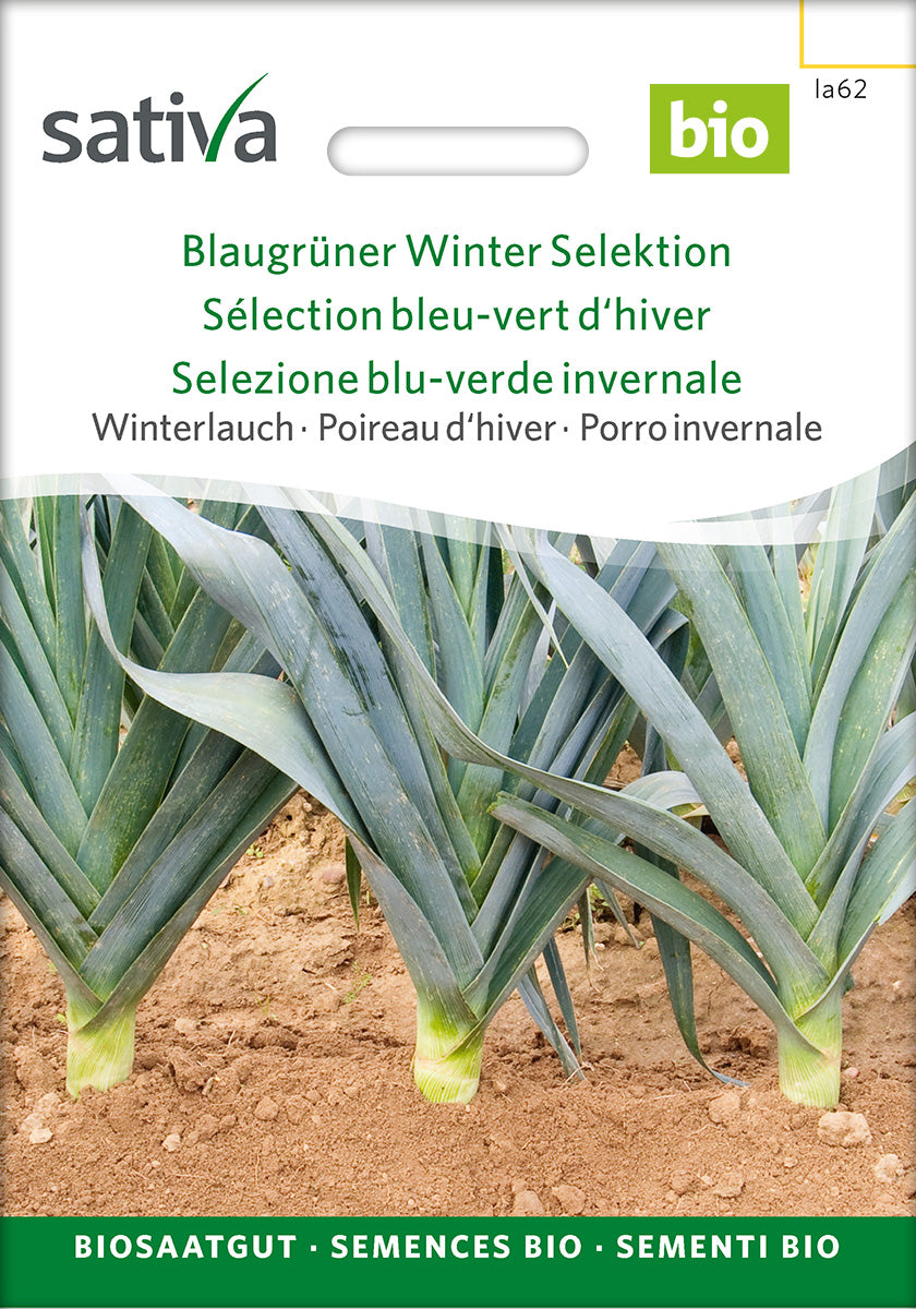 Sativa Winterlauch Blaugrüner Winter Selektion